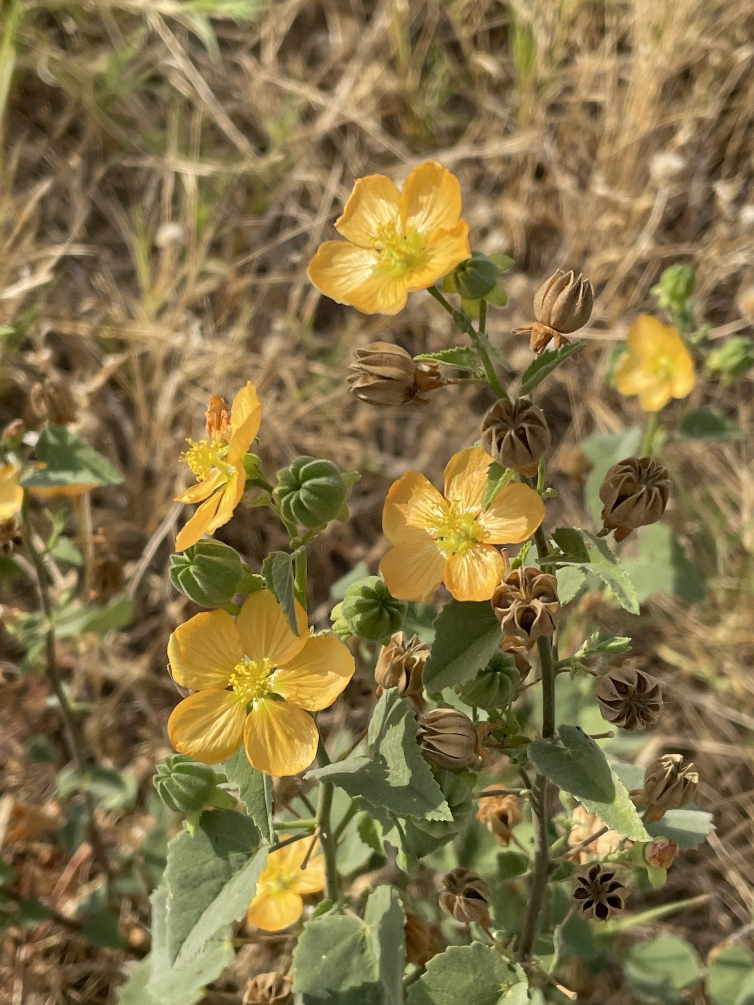 Abutilon fruticosum