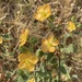 Sweet Indian Mallow - Photo (c) plantperson7654, some rights reserved (CC BY-NC)
