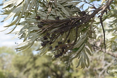 Grevillea robusta