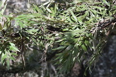 Grevillea robusta