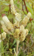 Antennaria pulcherrima