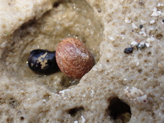 Agathistoma fasciatum