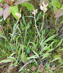 Antennaria pulcherrima