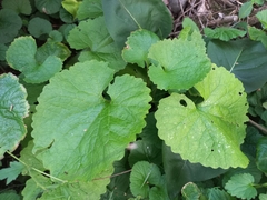 Alliaria petiolata