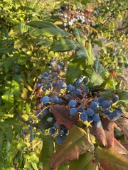 Berberis aquifolium