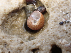 Agathistoma fasciatum