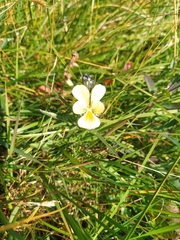 Viola lutea