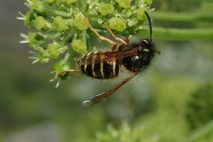Dolichovespula norwegica