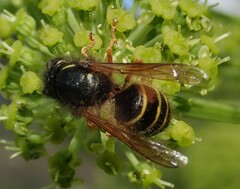 Dolichovespula norwegica