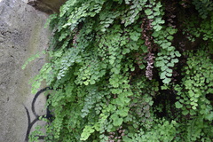 Adiantum