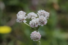 Antennaria dioica