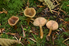 Lactarius occidentalis