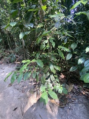 Cordia nodosa