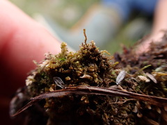 Marsupella sparsifolia