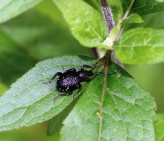Otiorhynchus gemmatus