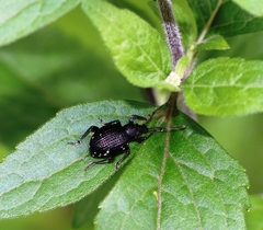 Otiorhynchus gemmatus