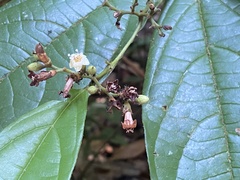 Cordia nodosa