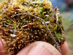 Marsupella sparsifolia