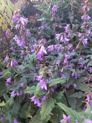 Campanula rapunculoides