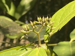 Cordia nodosa