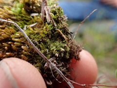 Marsupella sparsifolia