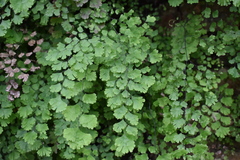 Adiantum