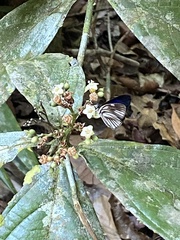 Cordia nodosa