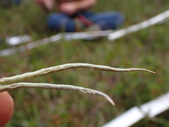 Cladonia gracilis vulnerata