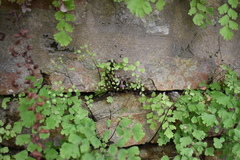 Adiantum
