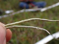 Cladonia gracilis vulnerata