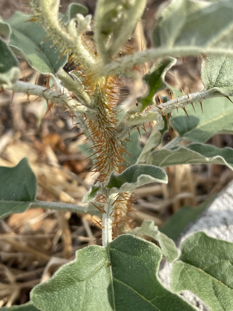 Spiny Solanums