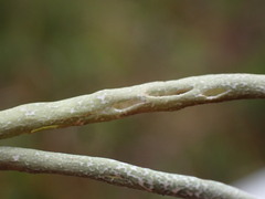 Cladonia gracilis vulnerata