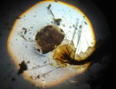 Culiseta incidens