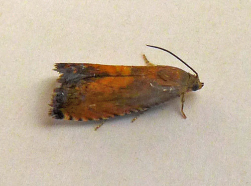 Sycamore Piercer, photo 3 of 10