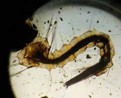 Culiseta incidens