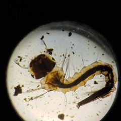 Culiseta incidens