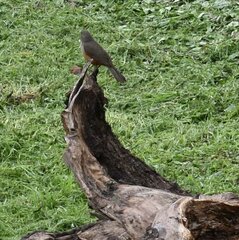 Turdus rufiventris