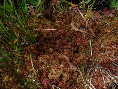 Sphagnum subnitens