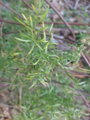 Angiospermae