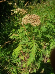Tanacetum macrophyllum