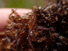Sphagnum tenellum