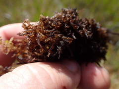 Sphagnum tenellum