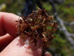Sphagnum tenellum