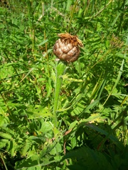 Centaurea macrocephala