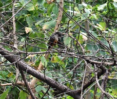 Turdus rufiventris