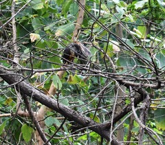 Turdus rufiventris