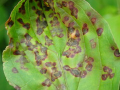 Sphaerulina cornicola