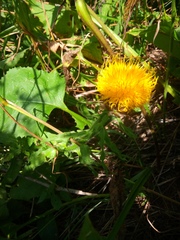 Centaurea macrocephala