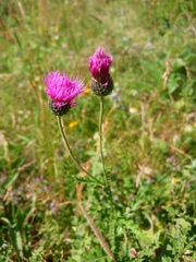 Carduus adpressus