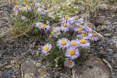 Erigeron pinnatisectus